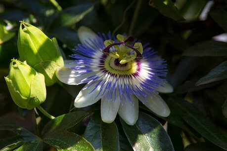 Passiflora caerulea - passiebloem 40-60 cm