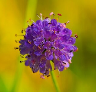 Succisa pratensis - Biologische Staude