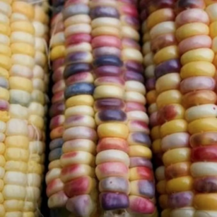 Maïs-zoete meerkleurig Inca Rainbow - biologische zaden