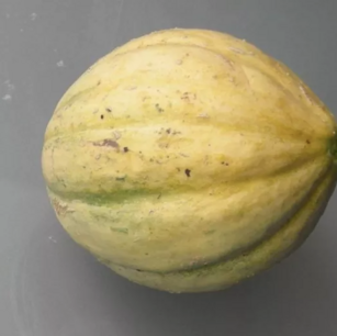 Meloen Vieille France - biologische zaden