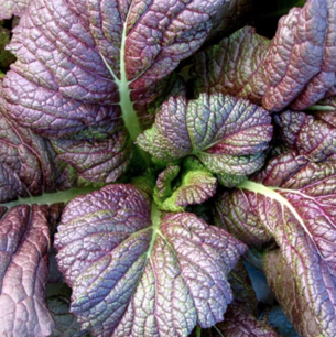 Senf rot Chinese Red Giant - Bio-Samen