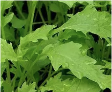 Aziatische sla Namenia - biologische zaden