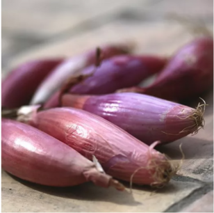Ajuin doux de Florence ras van Simiane - biologische zaden