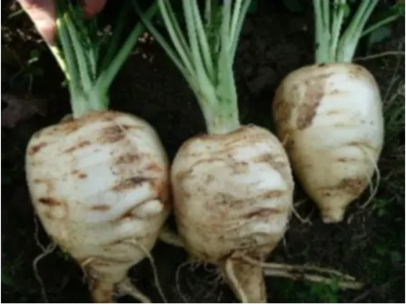 Pastinaak rond vroege - biologische zaden