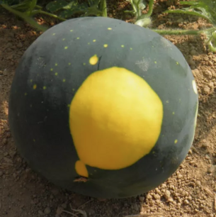 Pastèque Lune Etoile - graines bio