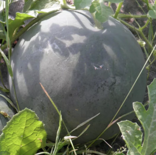 Pastèque Sugar Baby - graines bio