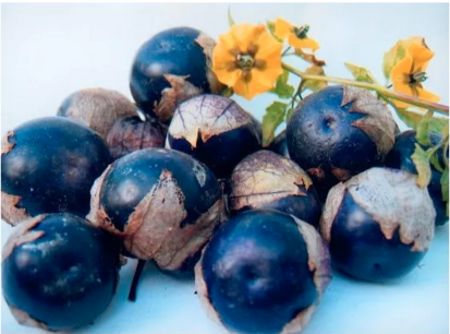Physalis Tomatillo - biologische zaden
