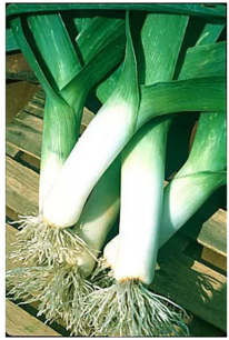 Zomer-prei Elbeuf Elephant - biologische zaden