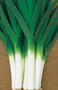 Winter-Prei Armor - biologische zaden