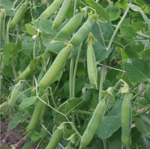 Erste Frühe Mai-Erbse - Bio-Samen