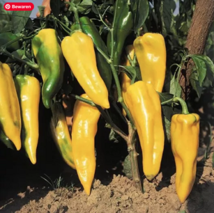 Gelber Corno di Toro Paprika - Bio-Samen