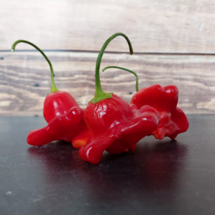 Peper Bishop crown - biologische zaden