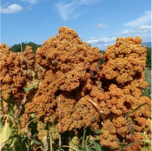 Quinoa - biologische zaden