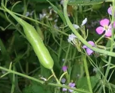 Radijs Serpent - biologische zaden
