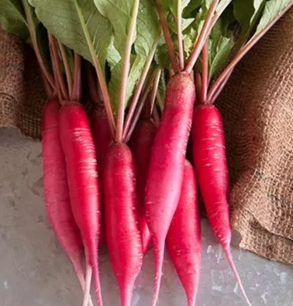 Radijs Chandelle de Feu - biologische zaden