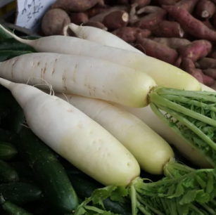 Radis d’hiver Marché de Zurich - graines bio