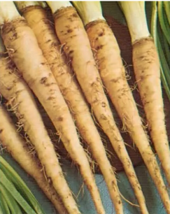 Schorseneren wit verbeterd - biologische zaden