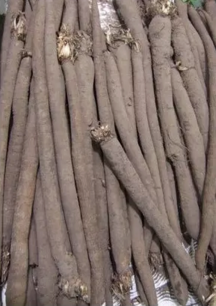 Black Giant Salsify from Russia - organic-seeds
