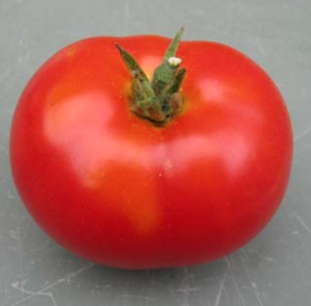 Tomaat Potager uit Vilvoorde - biologische zaden