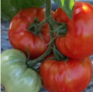 Tomaat Saint Pierre - biologische zaden