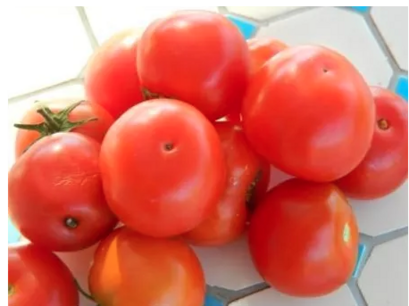 Tomaat Joyau d'Idaho - biologische zaden