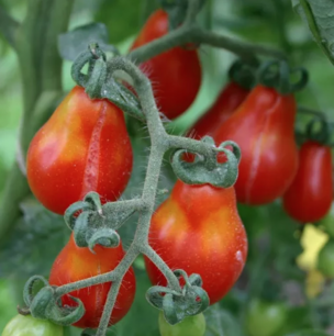 Kerstomaat rode peer - biologische zaden