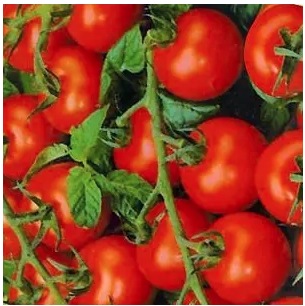 Cherry Tomato Zuckertraube - organic-seeds