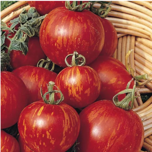 Tomaat Tigerella - biologische zaden