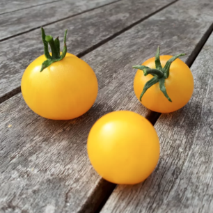 Kerstomaat Balconi geel - biologische zaden