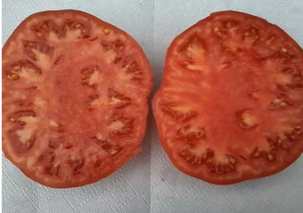 Tomaat Suzy - biologische zaden