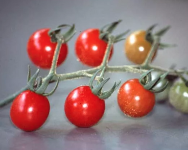 Cherry Tomato Groseille petit Moineau - organic-seeds