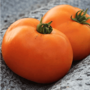 Tomaat Valencia Orange - biologische zaden