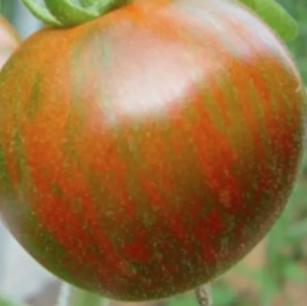 Tomaat Black zebra - biologische zaden