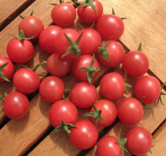 Kerstomaat Rose Quartz Multiflora - biologische zaden