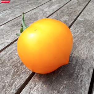 Tomaat Teton de Wepion - biologische zaden