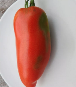 Tomaat St Jean d'Angely - biologische zaden