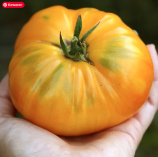 Big White Pink Stripes Tomato - organic-seeds