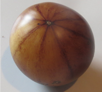 Große Weiß-Blaue Tomate - Bio-Samen