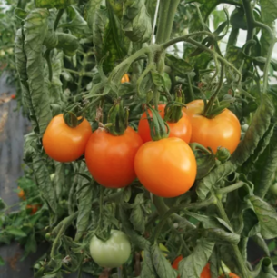 Goldener Genuss Tomate - Bio-Samen