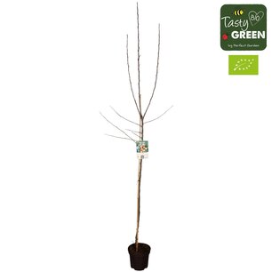 Malus d. 'Jonagold' - appel - Bio fruitboom Halfstam