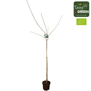 Prunus av. 'Sunburst' - Zoete kers - Bio fruitboom Halfstam