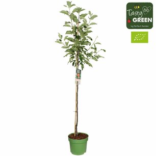 Malus d. 'Elstar' - Elstar appel - Bio fruitboom Halfstam