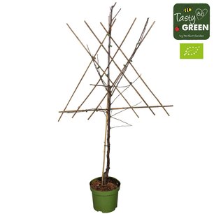 Malus d. 'Elstar' - Elstar appel leivorm - Bio fruitboom