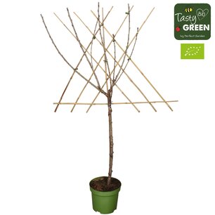 Prunus av. 'Sunburst' - Zoete kers leivorm - Bio fruitboom