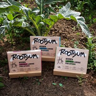 Adalia - Larven van Lieveheersbeestjes