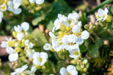 Arabis caucasica 'Aubris White - Randjesbloem