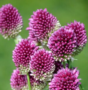 Allium sphaerocephalon - Trommelstokje