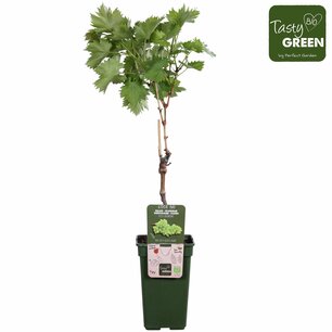 Vitis Lakemont - Witte pitloze druif - Bio fruitplant