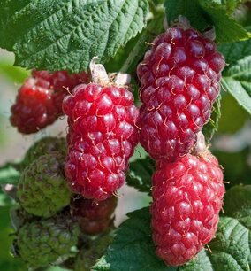Rubus fruticosus idaeus 'Tayberry' - Taybes - Bio fruitplant