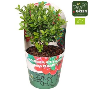 Vaccinium Vitis-Idea Fireballs  - Rode bosbes, vossebes - Bio fruitplant